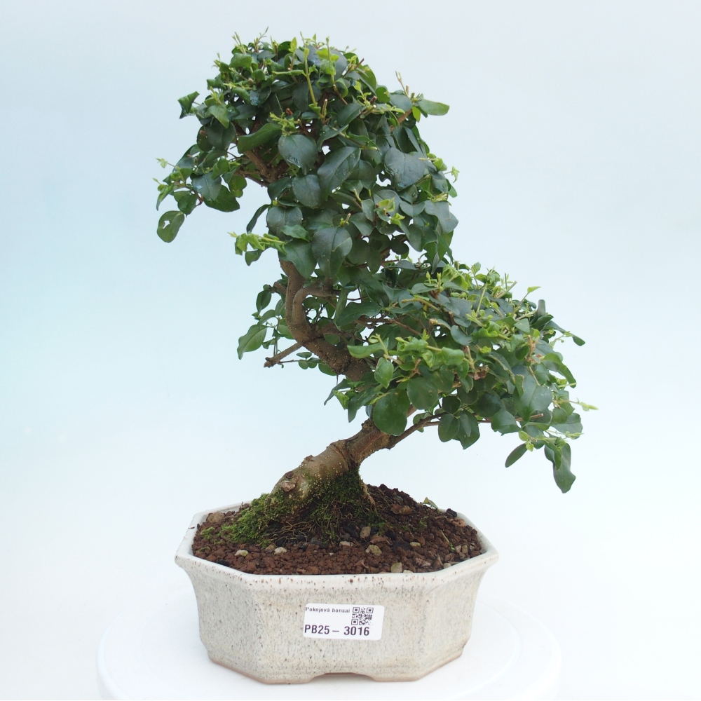 Indoor bonsai -Ligustrum chinensis - Bird's beak