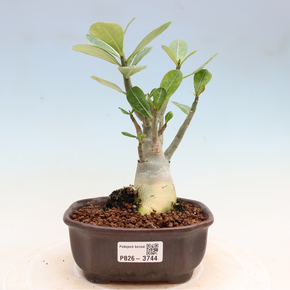 Indoor Bonsai - Adenium obesum Red Star - Desert Rose