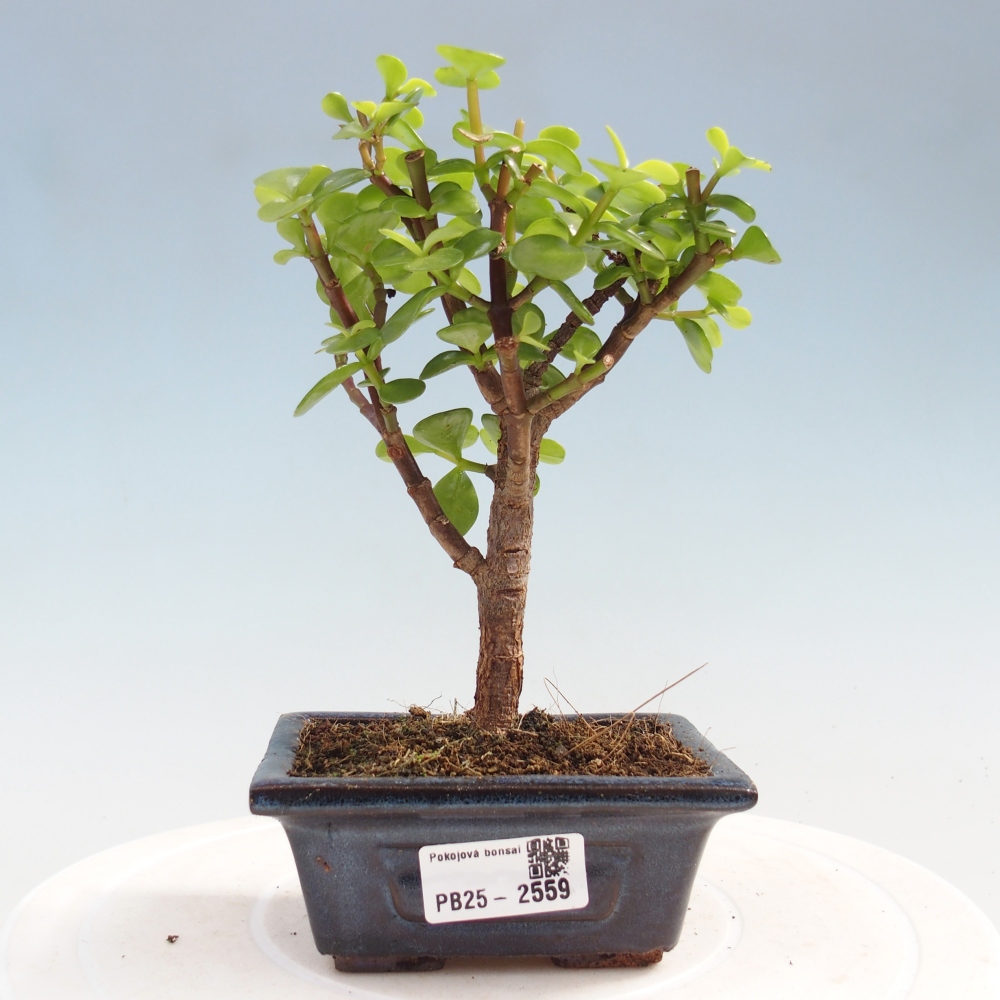 Indoor bonsai - Portulakaria Afra - Tlustice