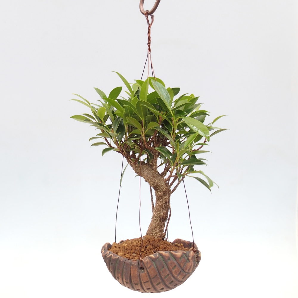 Kokedama in ceramic - small-leaved ficus - Ficus kimmen