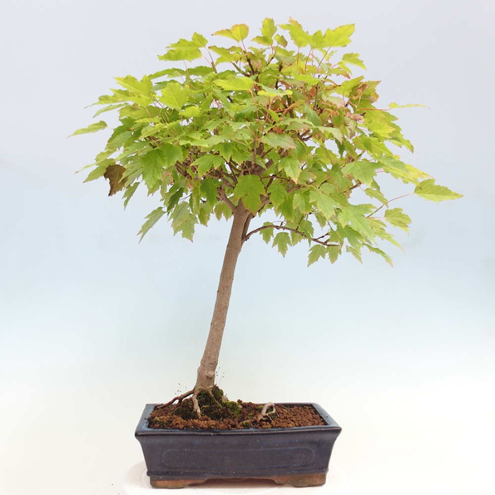 Outdoor bonsai - Acer ginala - Fiery maple