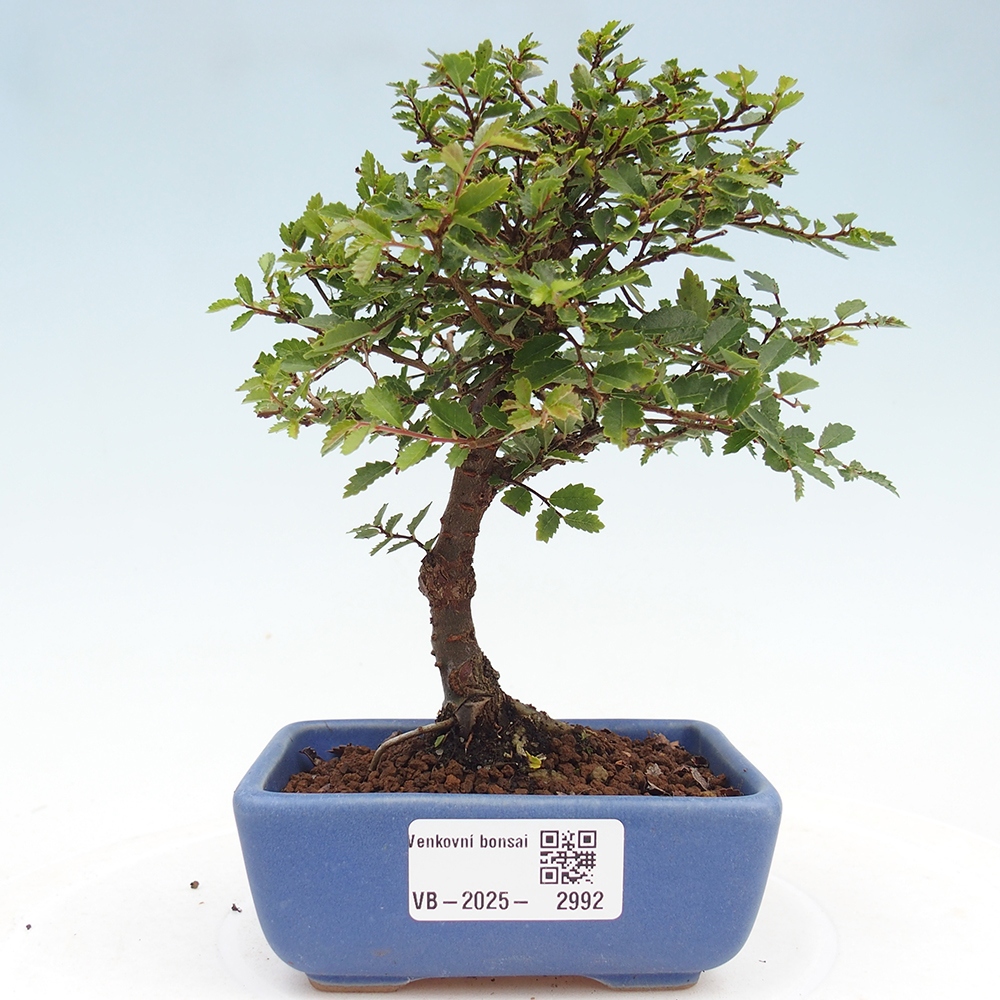 Outdoor bonsai - Ulmus parvifolia Sagei - Small-leaved elm