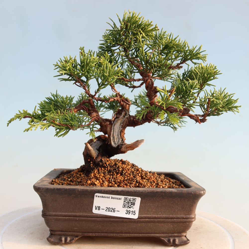 Outdoor bonsai - Juniperus chinensis Itoigawa - Chinese juniper
