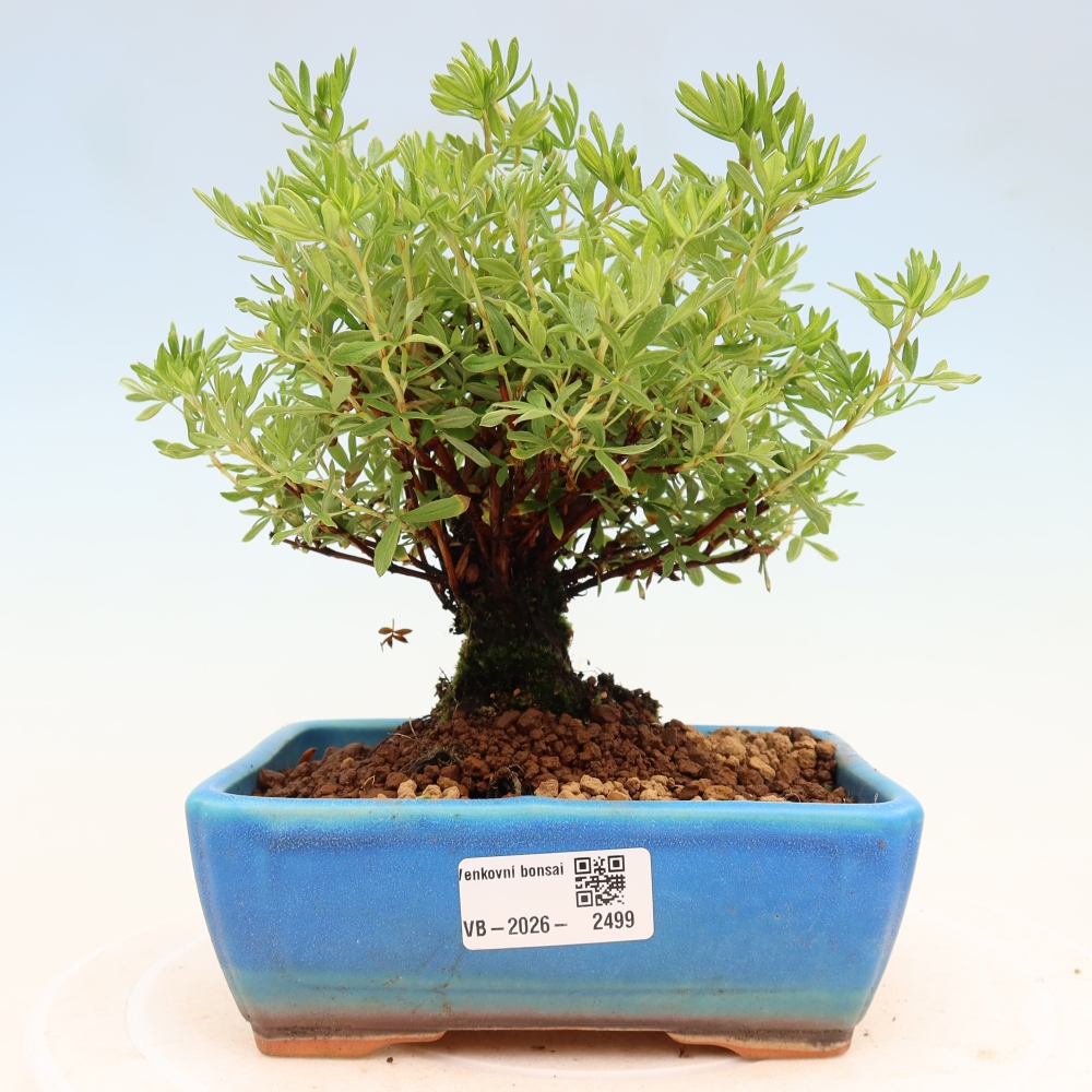 Outdoor bonsai - Potentila fruticosa