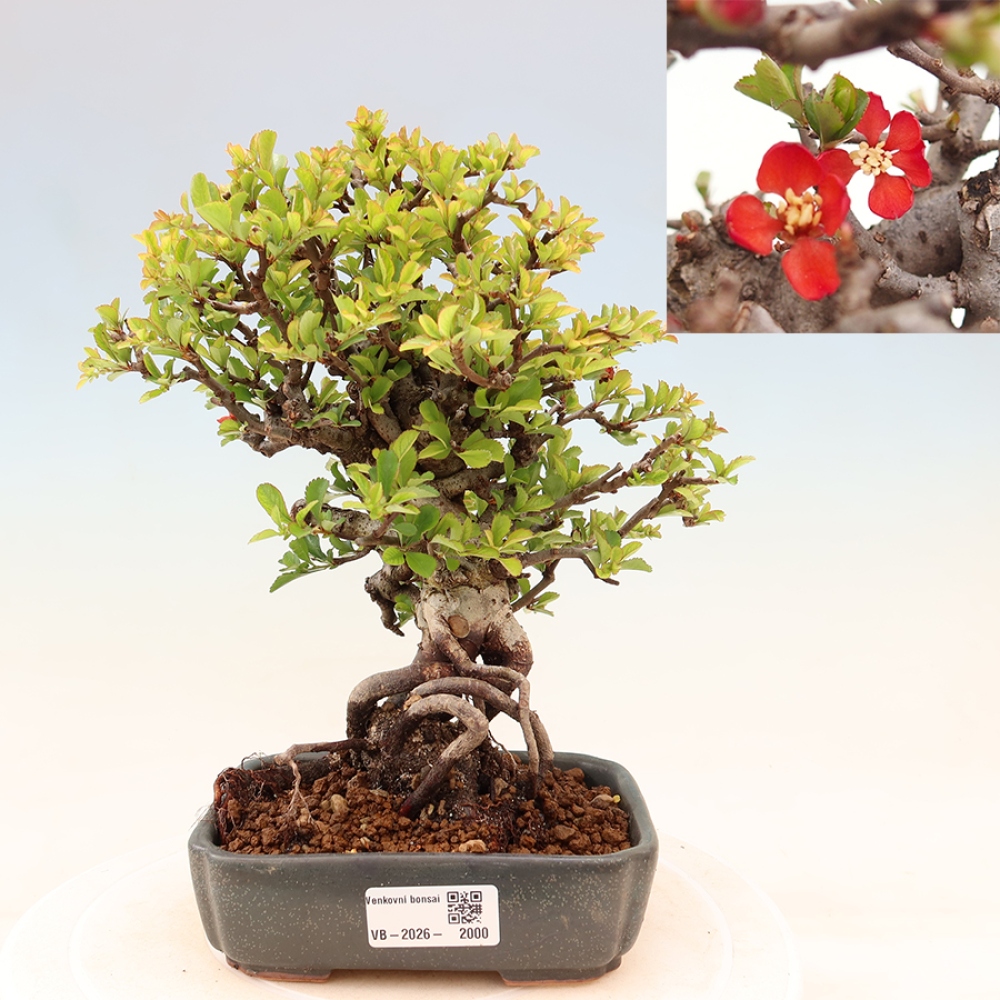 Outdoor bonsai - Chaneomeles speciosa Chojubai