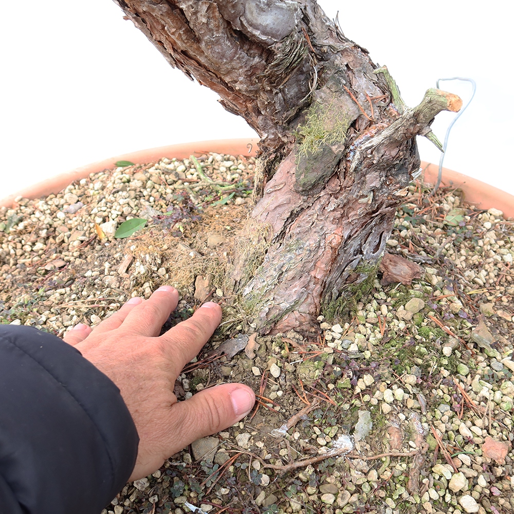 Pinus sylvestris Spain - Scots pine