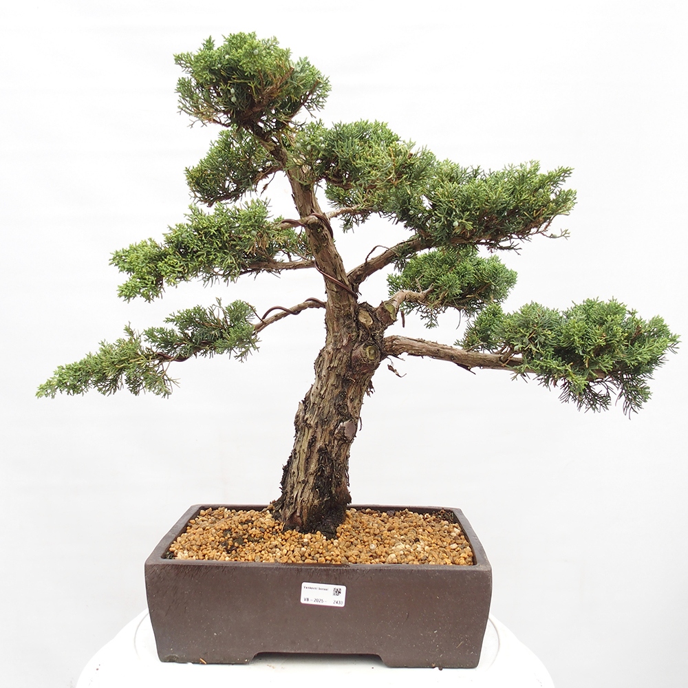 Outdoor bonsai - Juniperus chinensis  - Chinese  juniper
