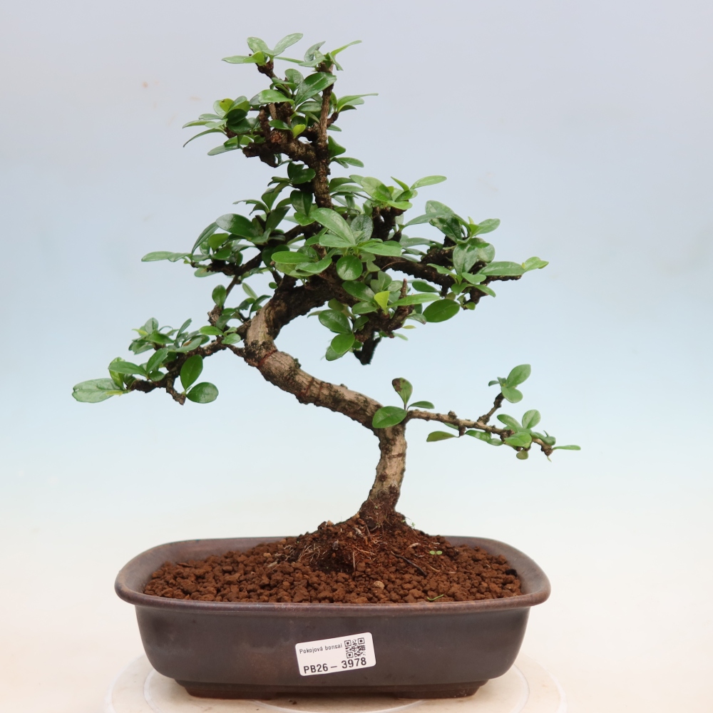 Room bonsai - Carmona macrophylla - Tea fuki