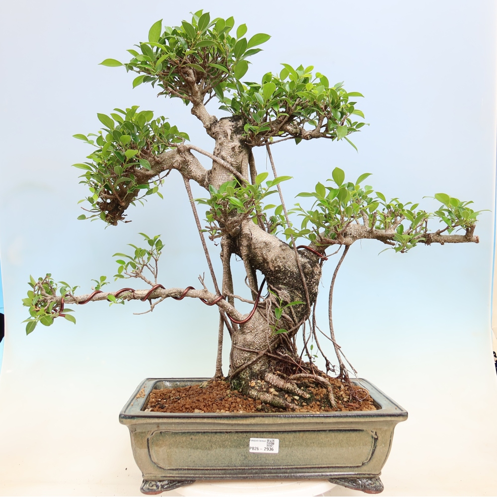Room bonsai - Ficus kimmen - small-leaved ficus