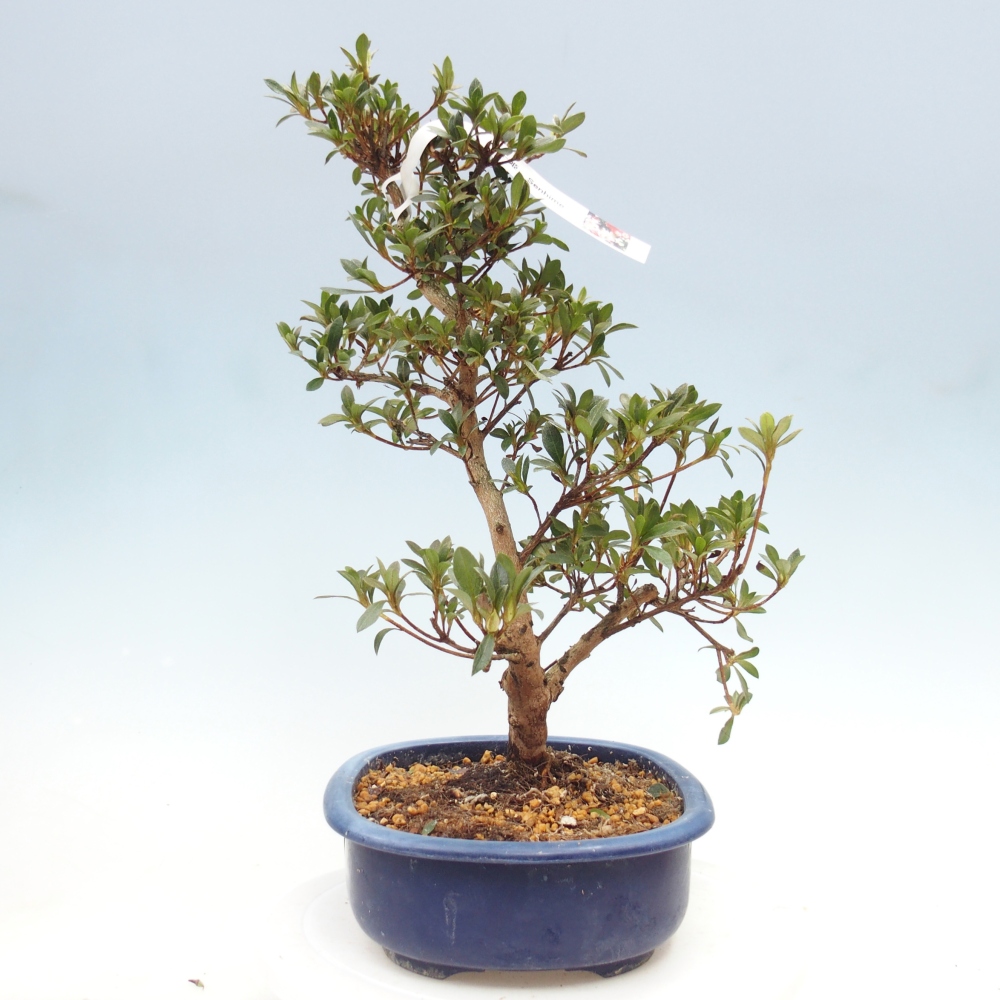 Outdoor bonsai - Japanese Azalea - Azalea Senhime