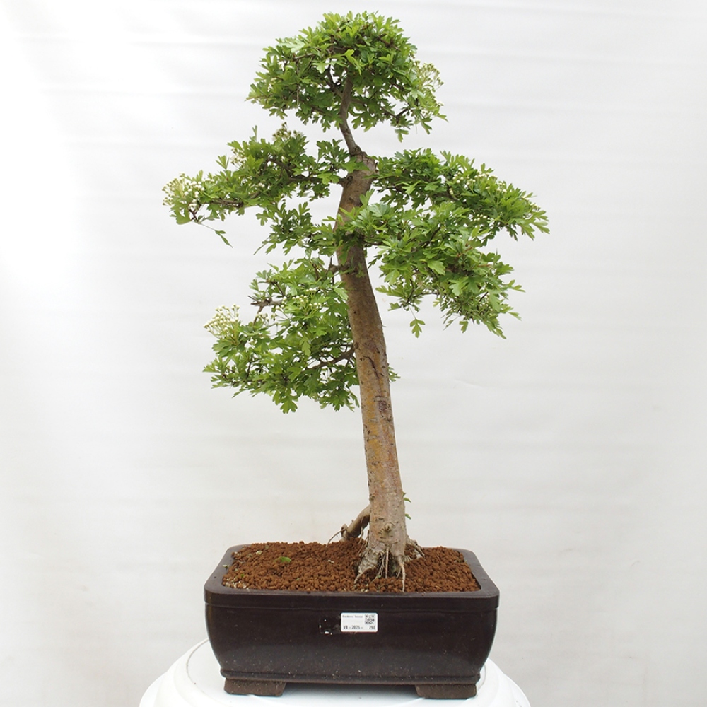 Outdoor bonsai - Hawthorn - Crataegus monogyna