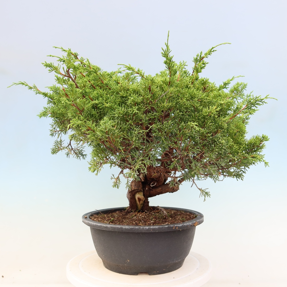 Outdoor Bonsai - Juniperus chinensis Itoigawa - Chinese Juniper