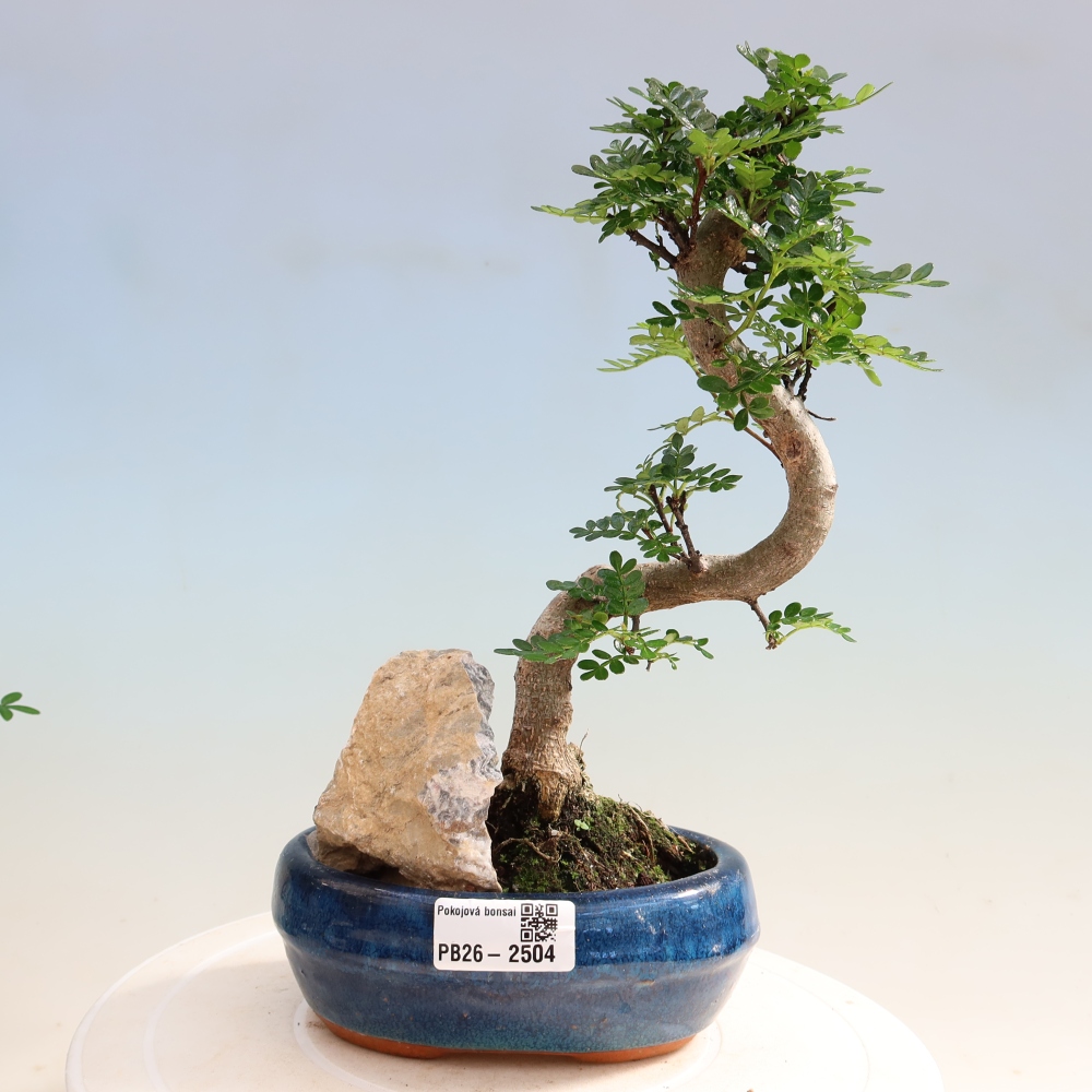 Room bonsai - Zantoxylum piperitum - pepper tree