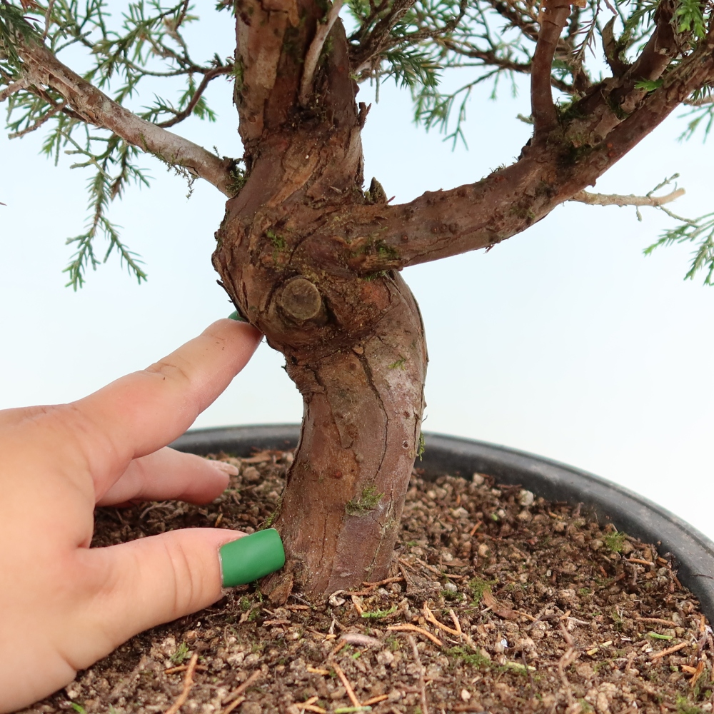 Outdoor Bonsai - Juniperus chinensis Itoigawa - Chinese Juniper
