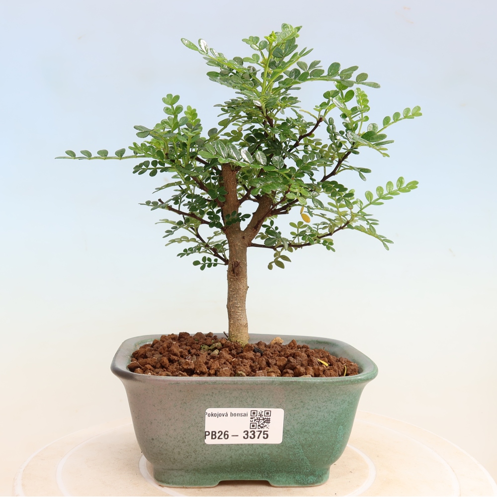 Room bonsai - Zantoxylum piperitum - pepper tree