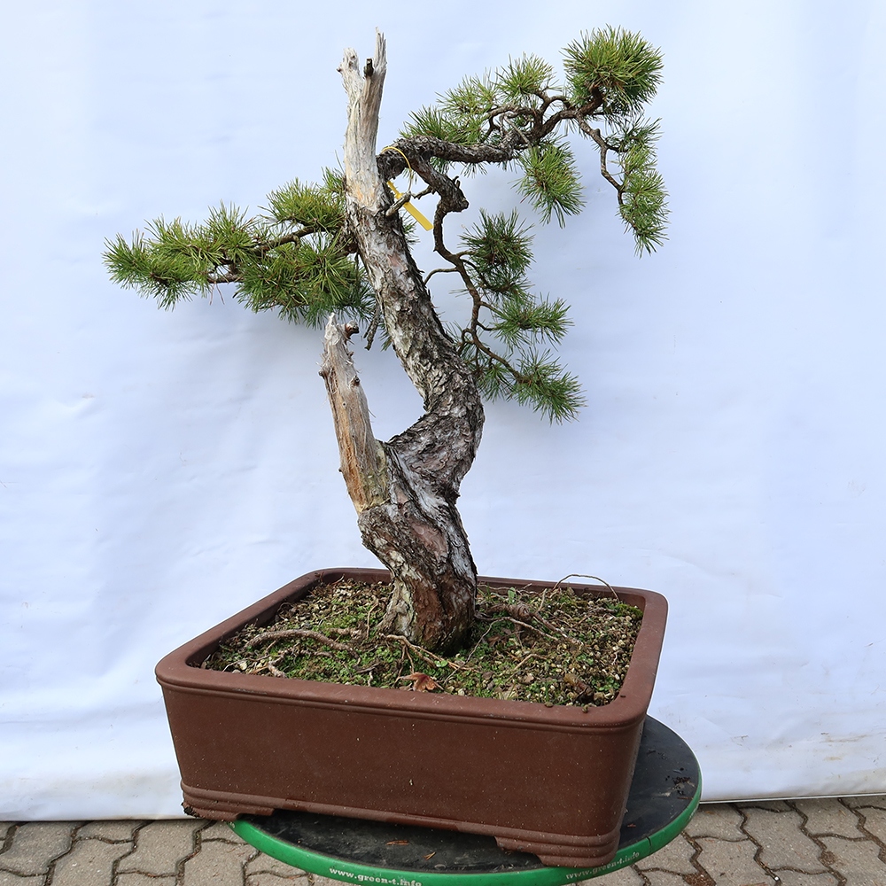 Pinus sylvestris Spain - Scots pine