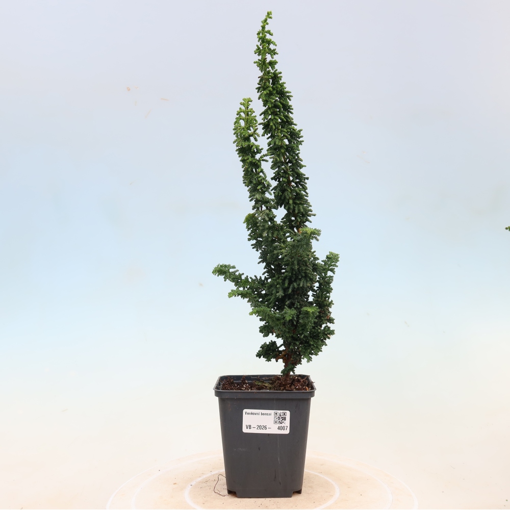 Outdoor bonsai - Cham. obtusa SEKKA HINOKI - Cypress