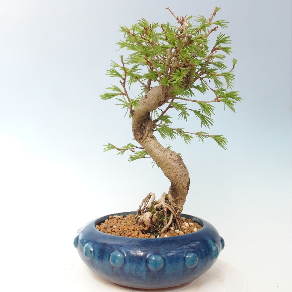 Outdoor bonsai -Pseudolarix amabis-Pseudolarix amabis