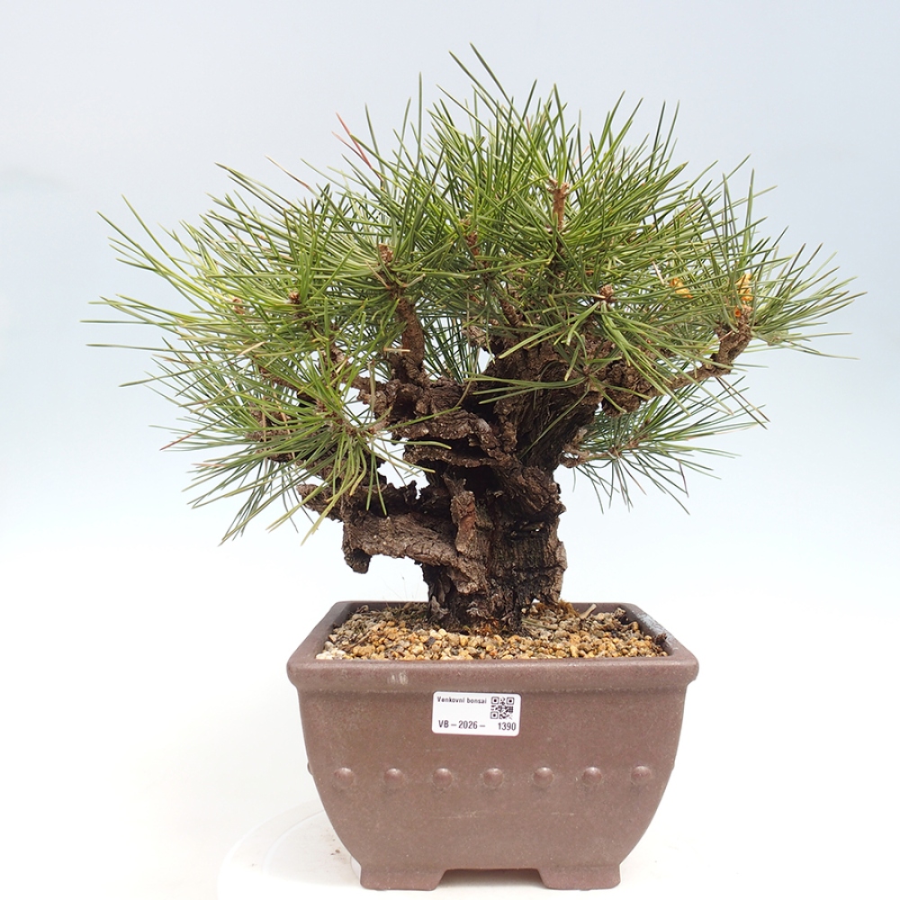 Outdoor bonsai - Pinus thunbergii - Thunberg pine