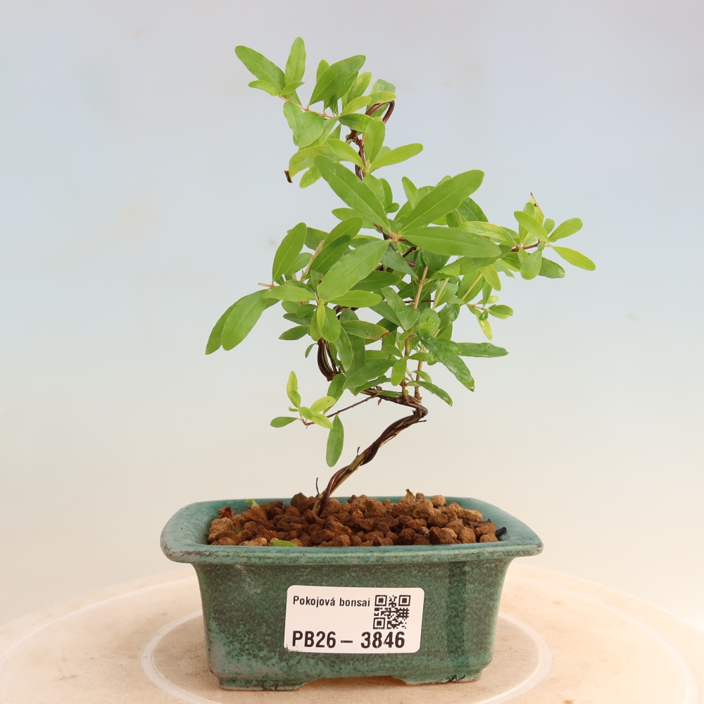 Room bonsai-PUNICA granatum nana-Granate apple