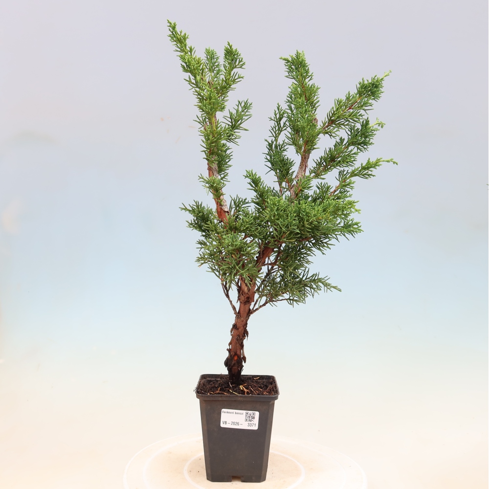 Outdoor bonsai - Juniperus chinensis Kishu