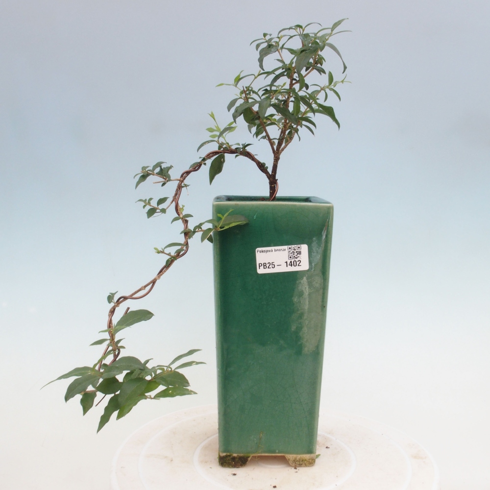 Room bonsai - Malpighia coccigera- Barbdorian cherry