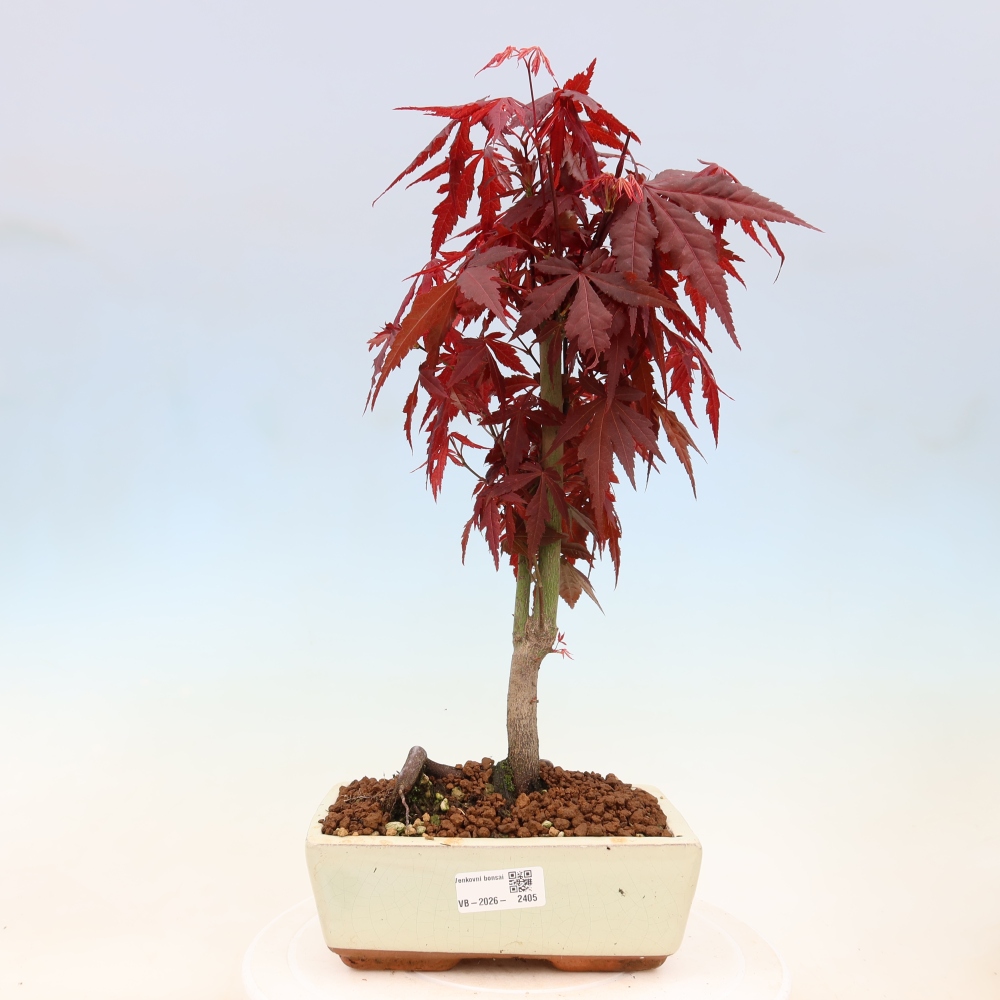 Outdoor bonsai - Acer palm. Atropurpureum-Javor palmate