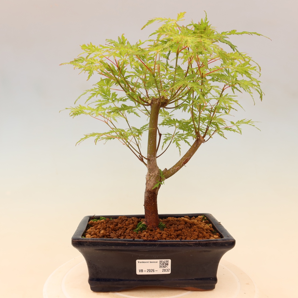 Outdoor Bonsai - Acer palmatum Dissectum - Japanese Maple 