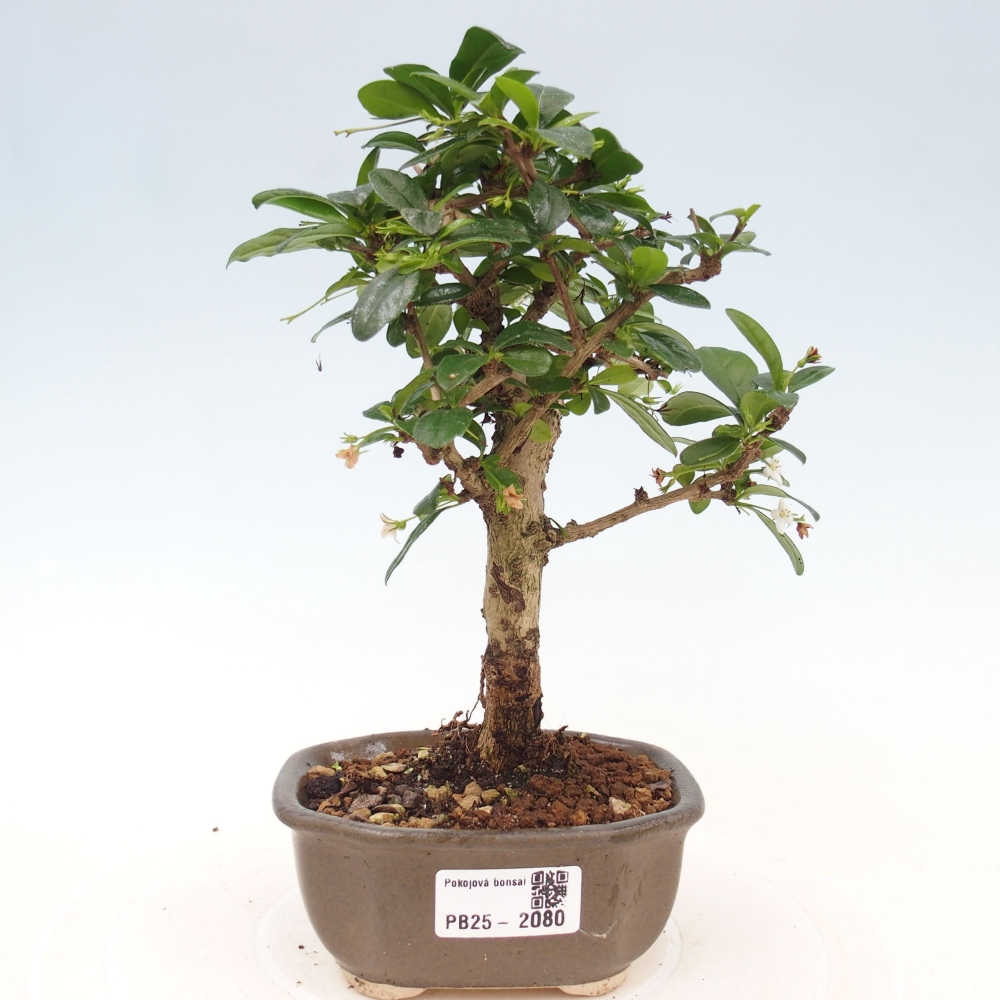 Indoor bonsai - Carmona macrophylla - Fuki tea