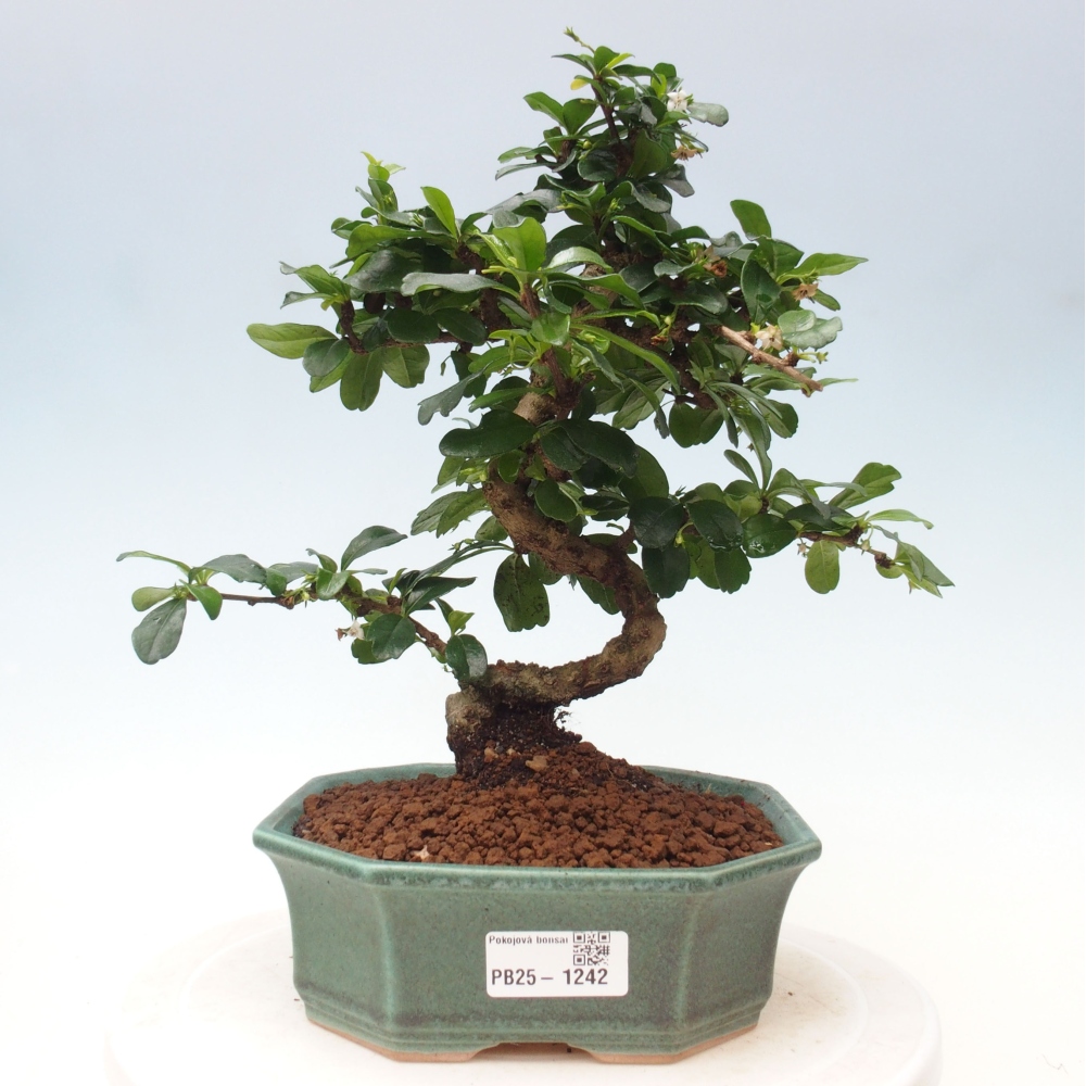 Room bonsai - Carmona macrophylla - Tea fuki