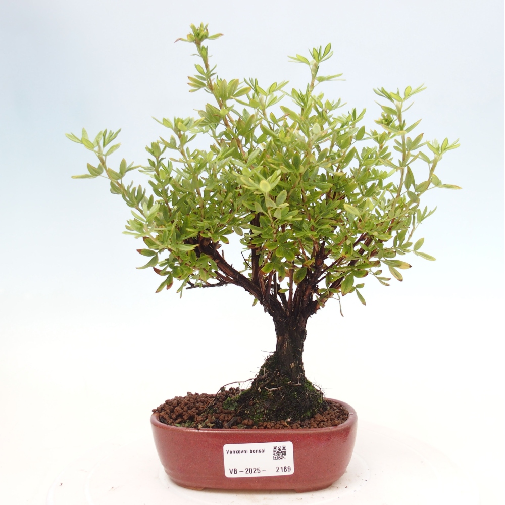 Outdoor bonsai-Cinquefoil - Potentila fruticosa yellow Bird