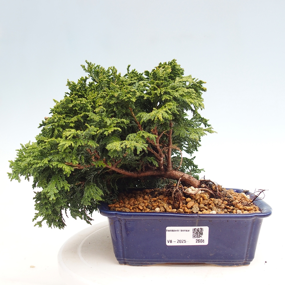 Outdoor bonsai - Cham.pis Parslori - Cypress