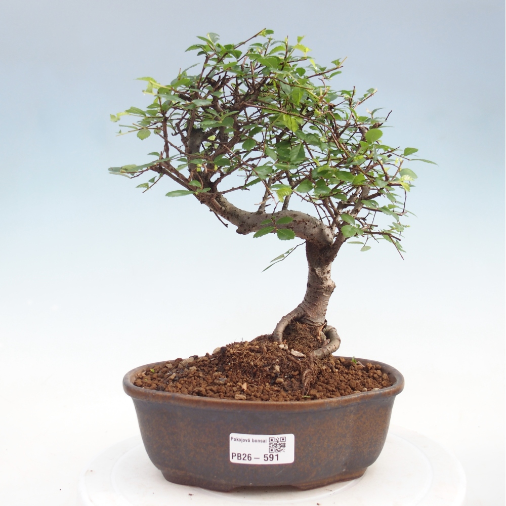 Room bonsai - Ulmus parvifolia - Small-leaved elm
