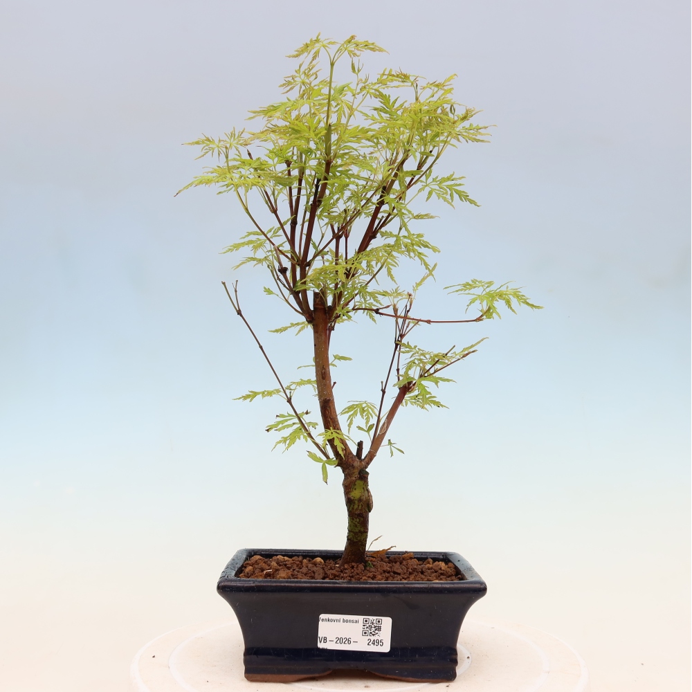 Outdoor bonsai - Acer palmatum Dissectum - Japanese Maple 