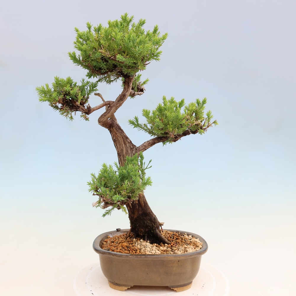 Outdoor Bonsai - Juniperus squamata – Scaly Juniper