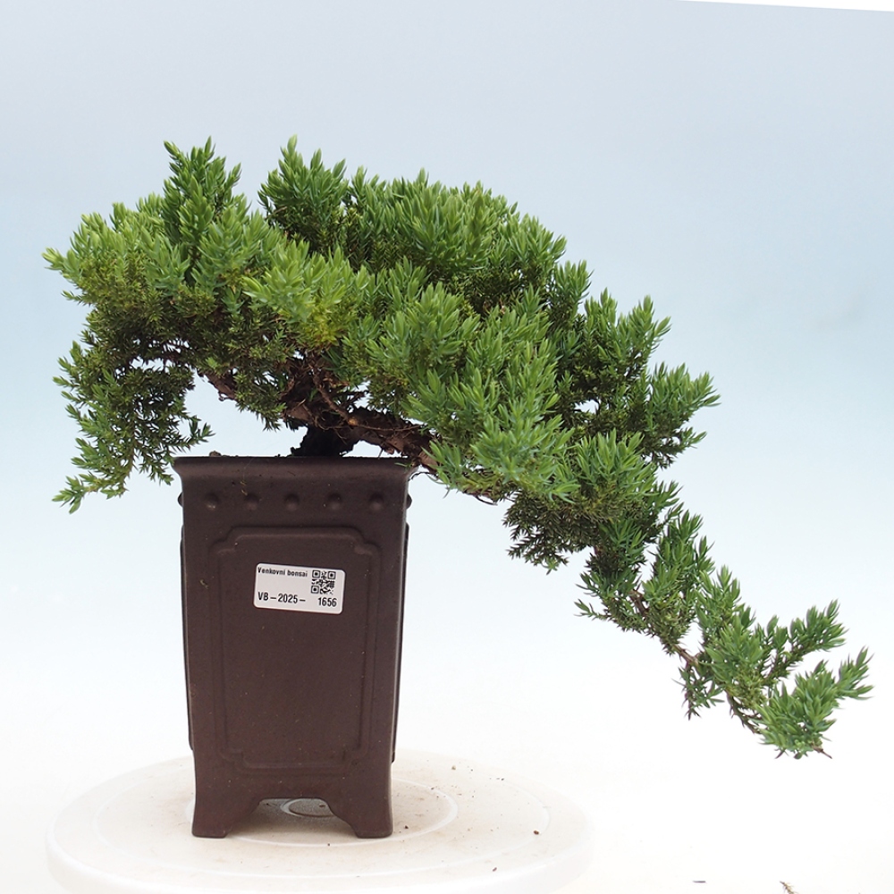 Outdoor bonsai - Juniperus procumbens - Prostrate Juniper