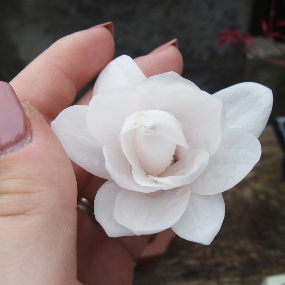 Outdoor bonsai - Magnolia stellata