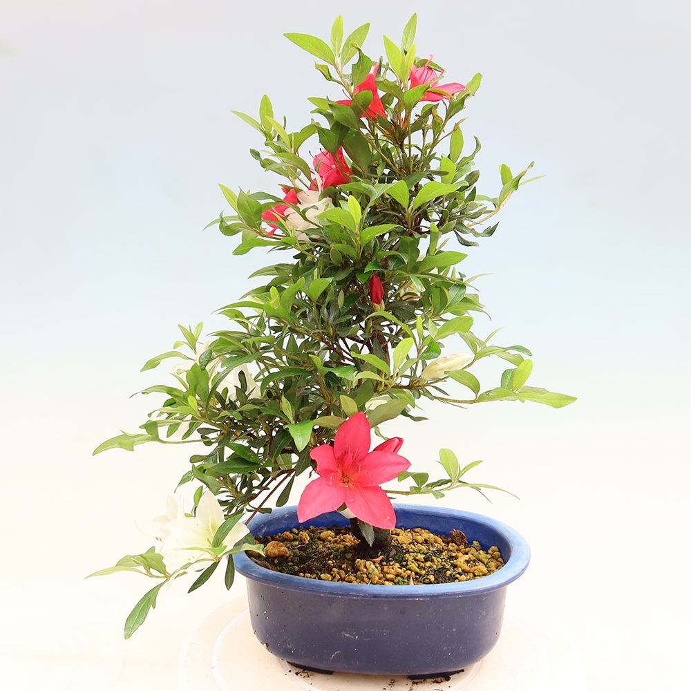 Outdoor bonsai - Japanese azalea - Azalea CHIHIRO