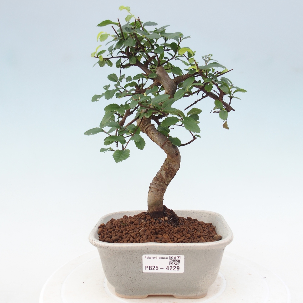 Room bonsai - Ulmus parvifolia - Small-leaved elm