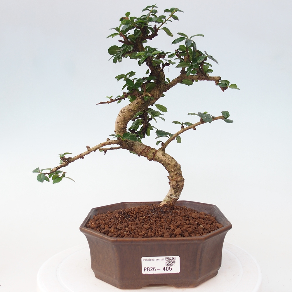 Room bonsai - Carmona macrophylla - Tea fuki