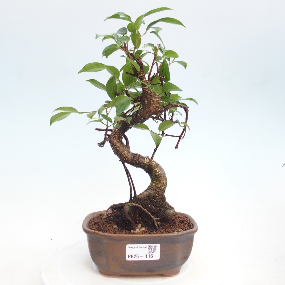 Room bonsai - Ficus retusa - small-leaved ficus