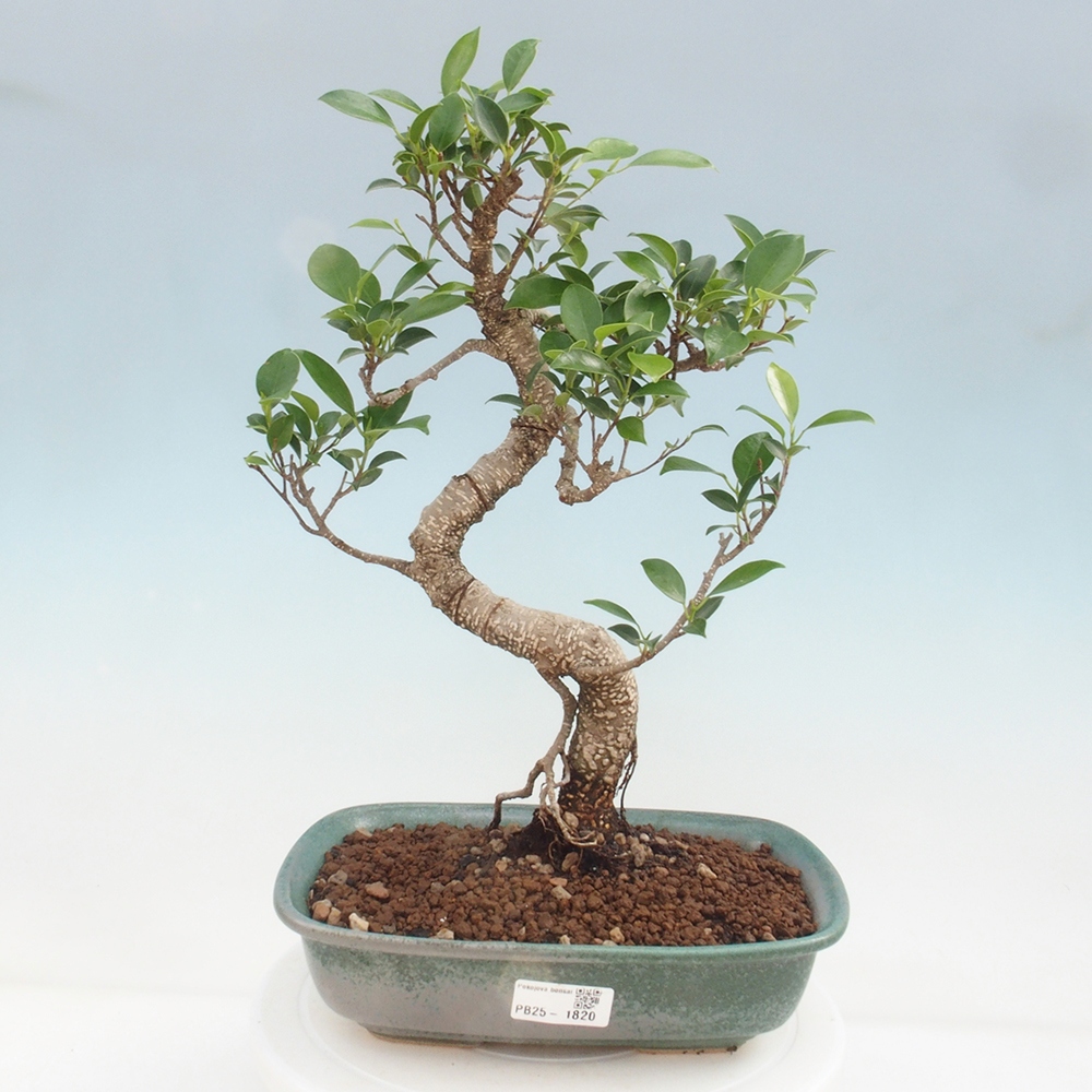 Indoor bonsai - Ficus kimmen - small-leaved ficus