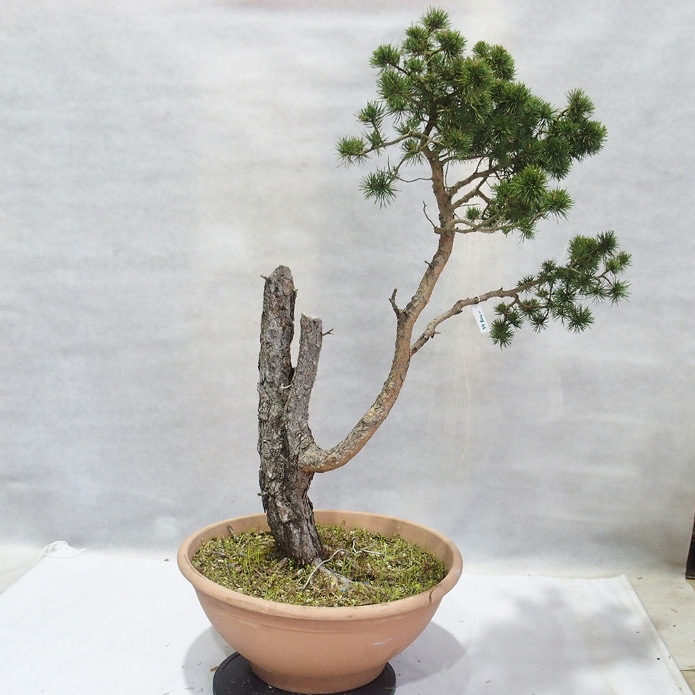 Yamadori - Pinus sylvestris 