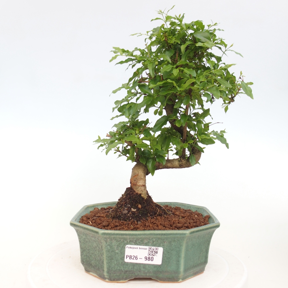 Room bonsai -Ligustrum chinensis - Birds Beak