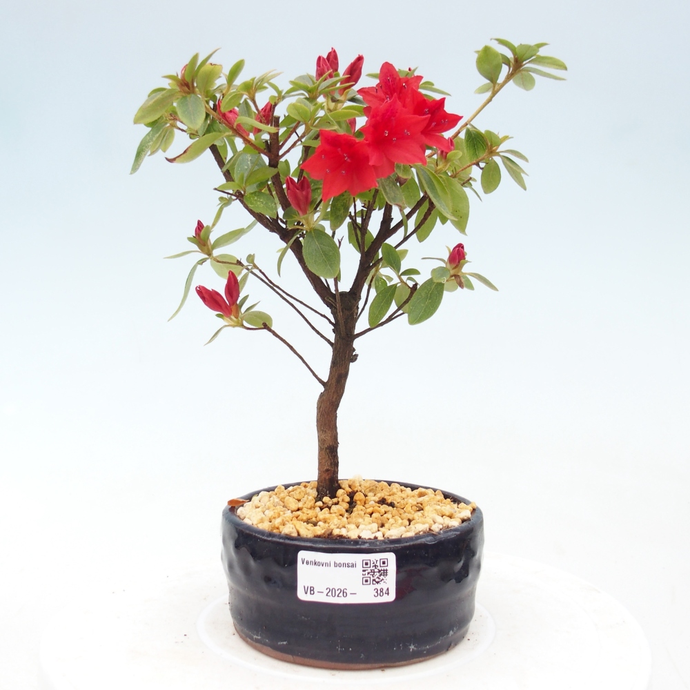 Outdoor bonsai - Japanese azalea - Azalea sp.