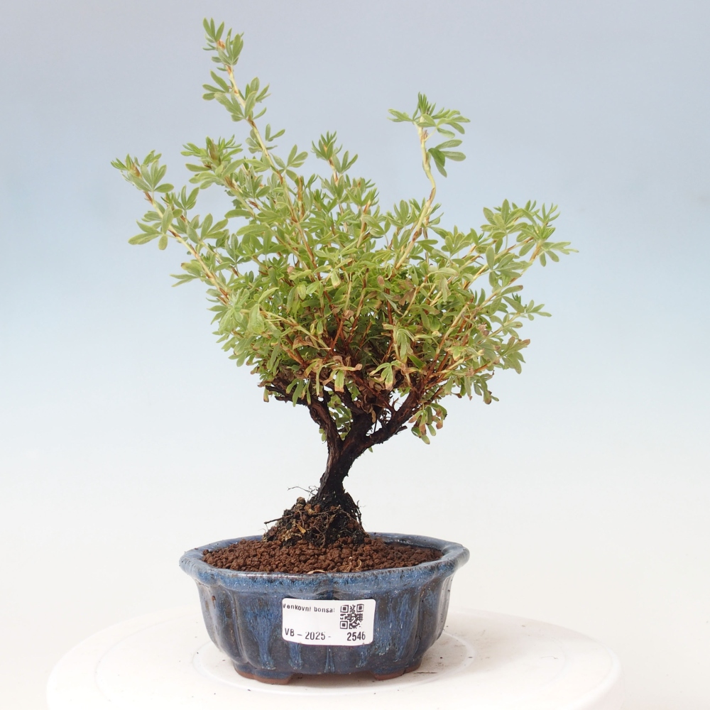 Outdoor bonsai-Cinquefoil - Potentila fruticosa yellow Bird