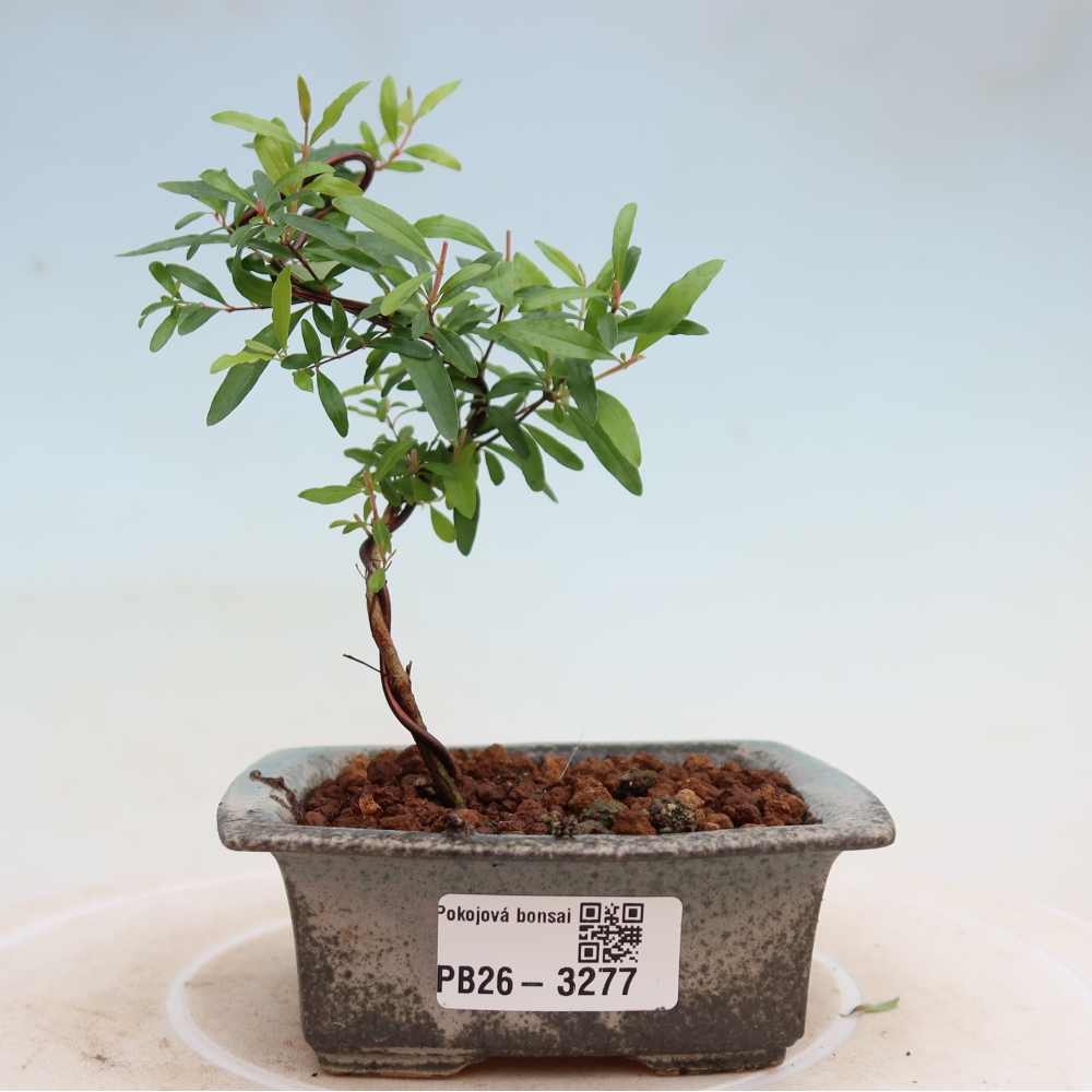 Room bonsai-PUNICA granatum nana-Granate apple