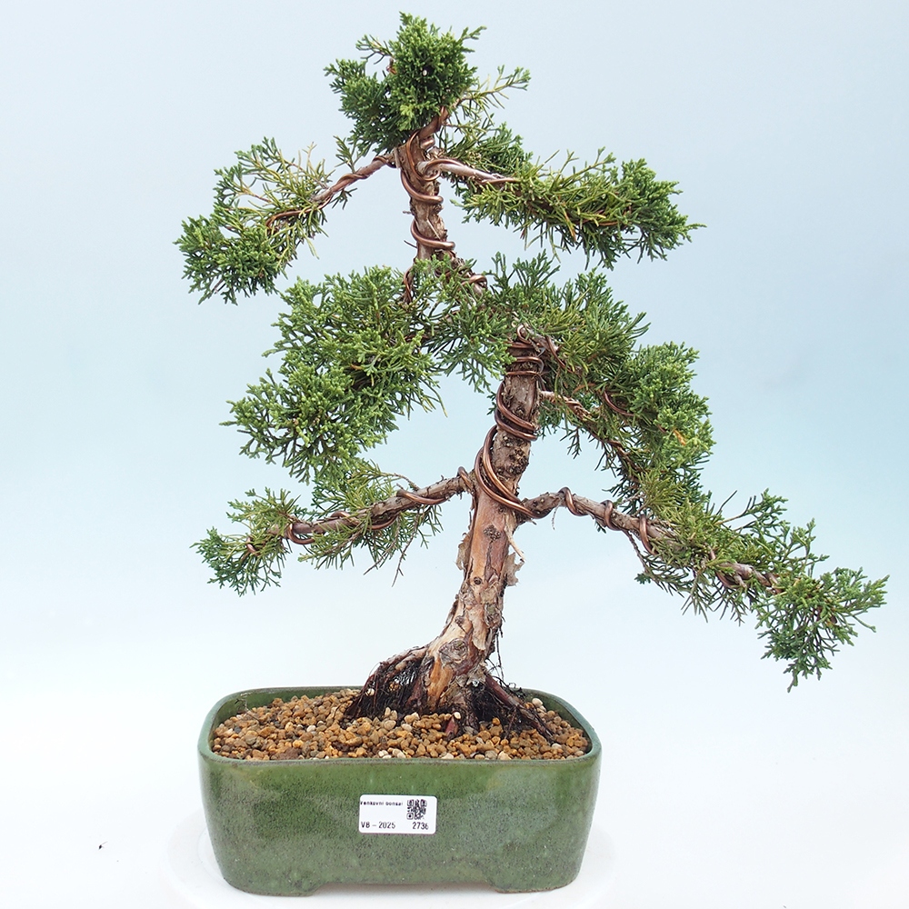 Outdoor bonsai - Juniperus chinensis Kishu - Chinese juniper