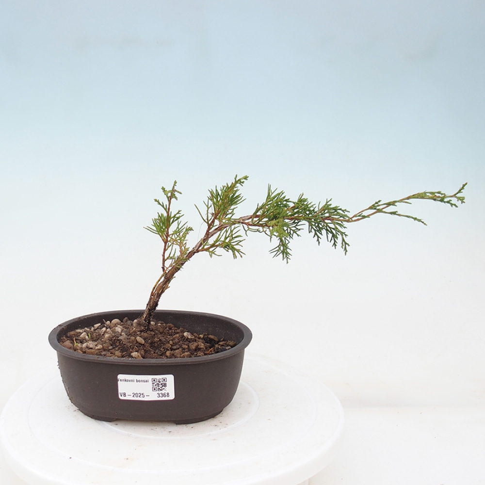 Outdoor bonsai - Juniperus chinensis Itoigawa - Chinese juniper
