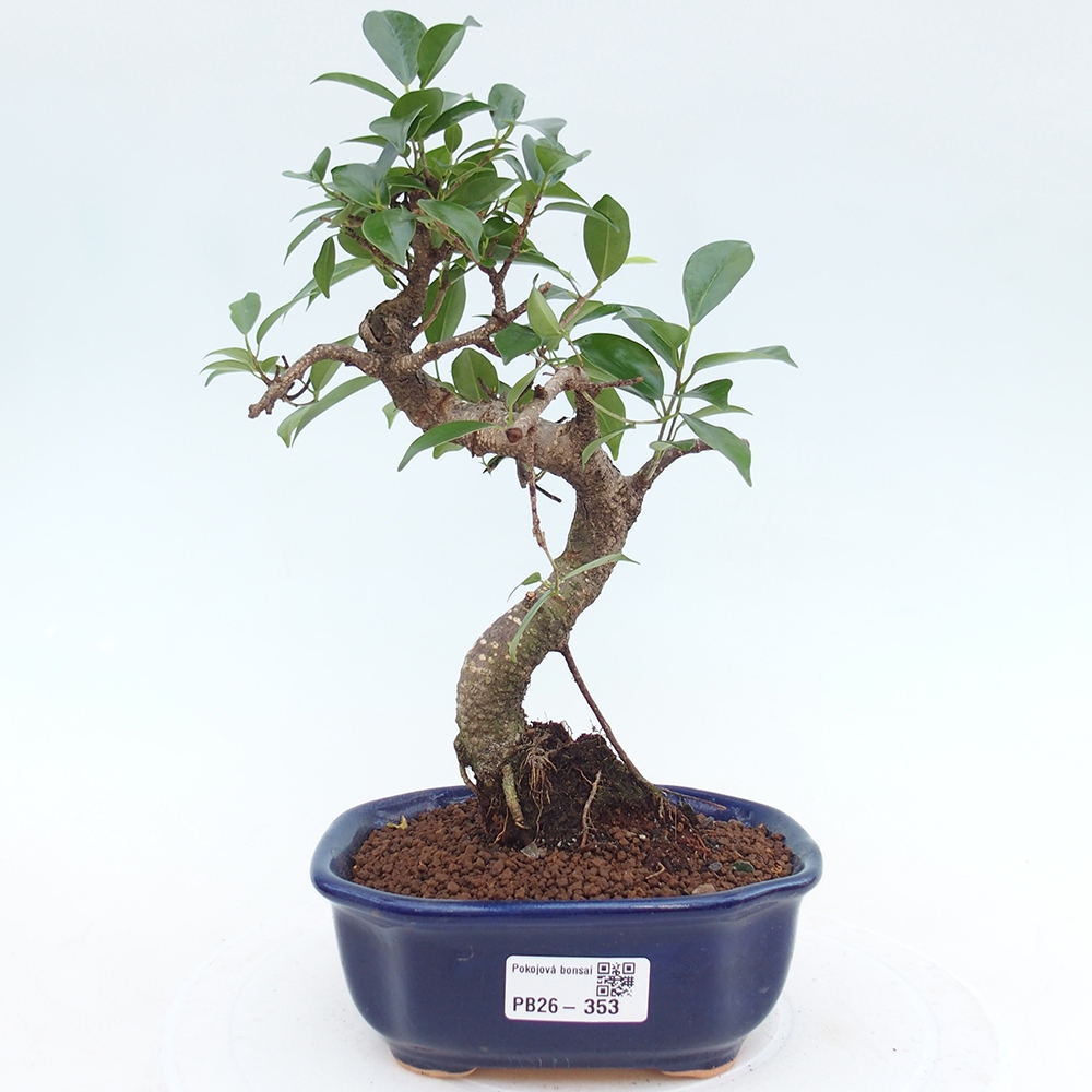 Room bonsai - Ficus retusa - small-leaved ficus